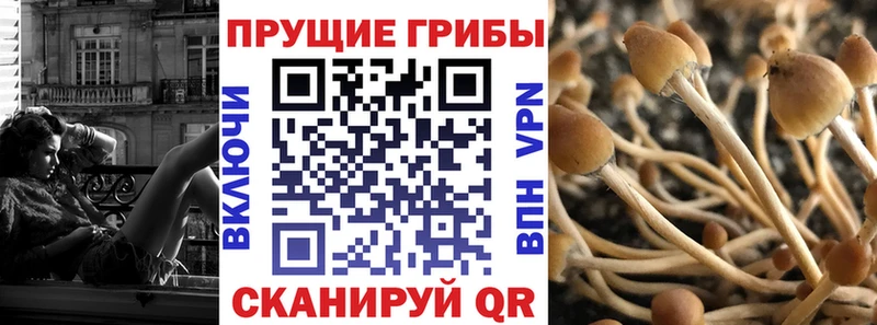 Галлюциногенные грибы MAGIC MUSHROOMS  где продают наркотики  Белокуриха 